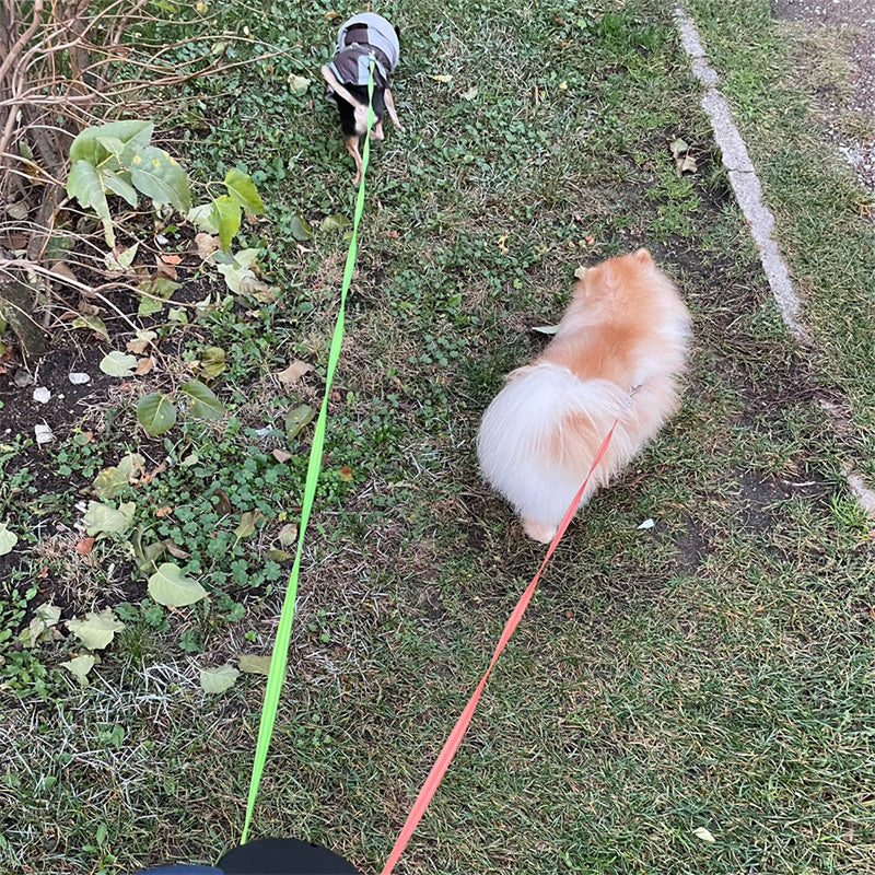 Retractable Dual Leash For Dogs Dog Walking Leash With Lights